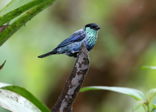 istock Black-capped Tanager, Pichincha, Ecuador 982935596