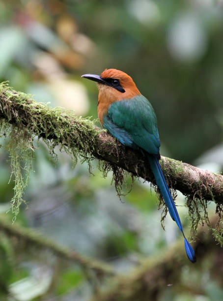 istock Broad-billed Motmot, Pichincha, Ecuador 982936058