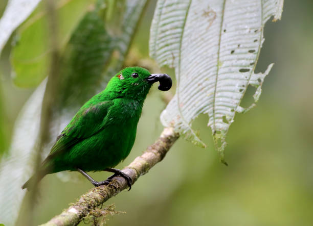 istock Glistening-green Tanager, Pichincha, Ecuador 982938522