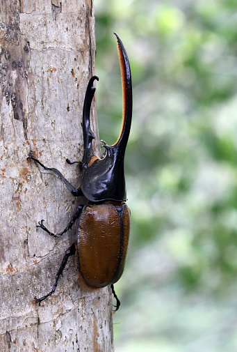 A male Hercules Beetle, Dynastes hercules, in the cloudforest of Pichincha, Ecuador