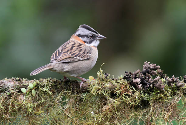 istock Rufous-collared Sparrow, Pichincha, Ecuador 982942776