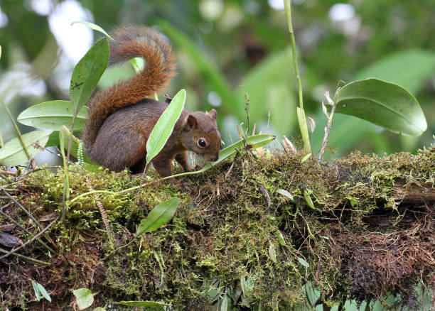 Red-tailed Squirrel, Pichincha, Ecuador A Red-tailed Squirrel, Sciurus granatensis, in the cloudforest, Pichincha, Ecuador sciurus granatensis stock pictures, royalty-free photos & images