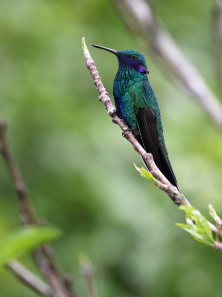 istock Sparkling Violetear, Pichincha, Ecuador 982942882