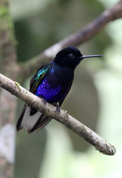istock Velvet-Purple Coronet, Pichincha, Ecuador 982943028
