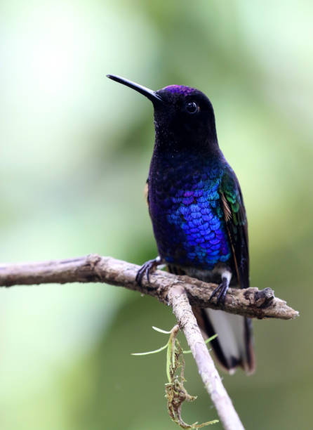 istock Velvet-Purple Coronet, Pichincha, Ecuador 982943030
