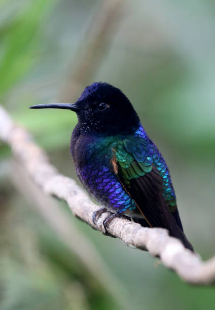 istock Velvet-Purple Coronet, Pichincha, Ecuador 982943064