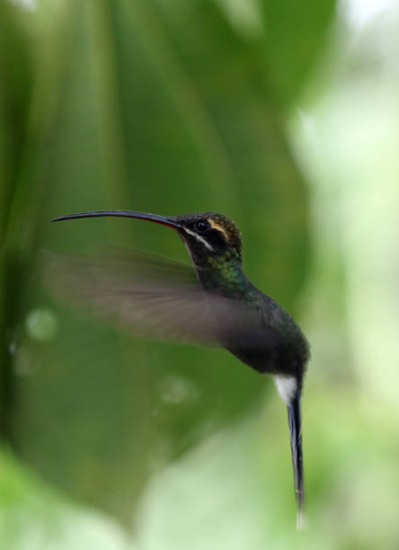 istock White-whiskered Hermit, Pichincha, Ecuador 982943142