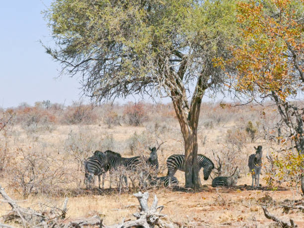 istock Zebra in Mapungubwe National Park, Africa 982945888