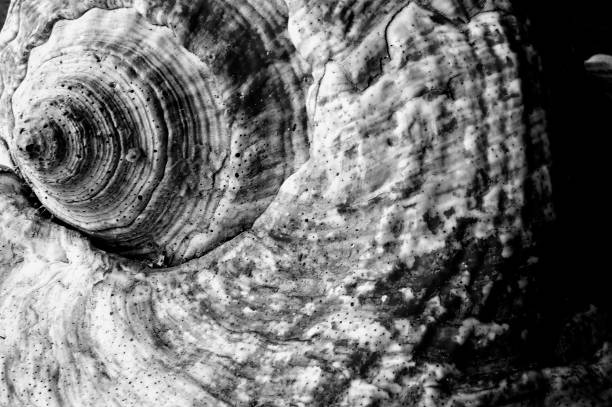 Detail of a shell, black and where