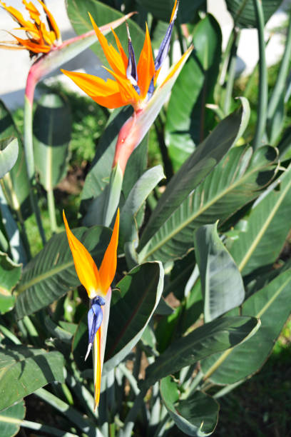 istock Flamingo flower (Strelitzia reginae) in the garden 982951360