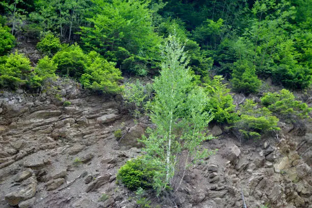 Photo of The young birch tree (Betula pendula) grows on a rock of the hillside