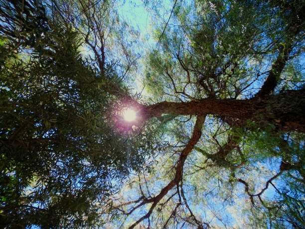istock The sun among the aged trees, Mendoza, Argentina 982951426