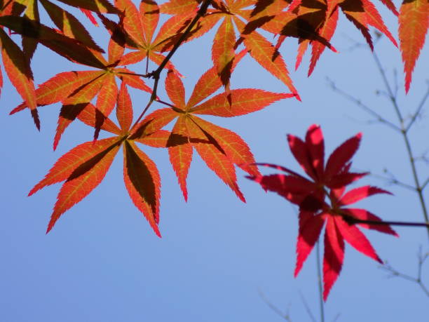 istock Japanese maple leaves among the clear, sunny sky 982951526