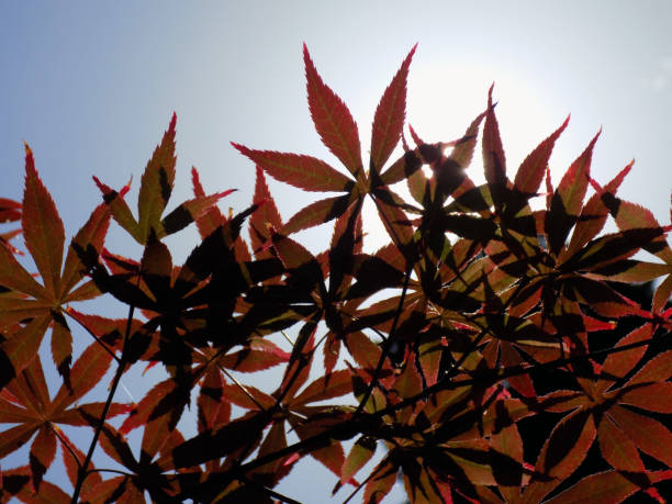 istock Japanese maple leaves among the clear, sunny sky 982951528