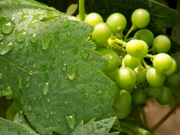 istock Grapevine leaf after the rain, with immature, green grapes behind it 982951586