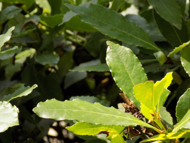istock Leaves of the Bay tree on the branch 982951688