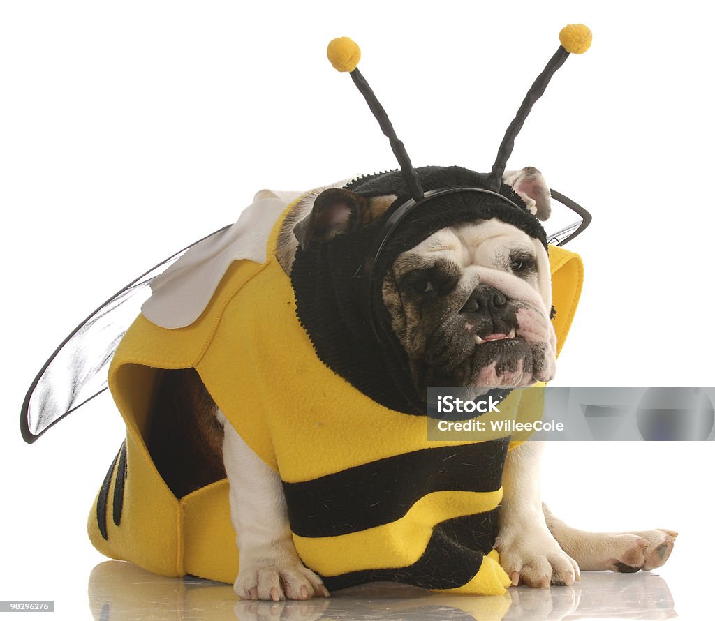 dog dressed up as a bee  Halloween Stock Photo