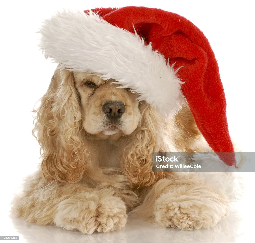 santa dog  Brown Stock Photo
