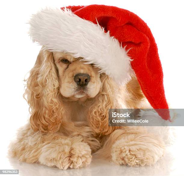 Santa Dog Stock Photo - Download Image Now - Brown, Christmas, Cocker Spaniel