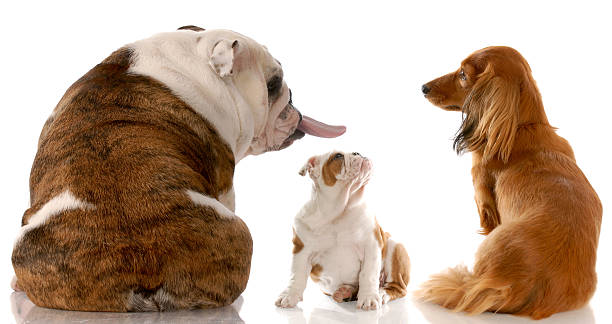 istock funny dog fight 98296358