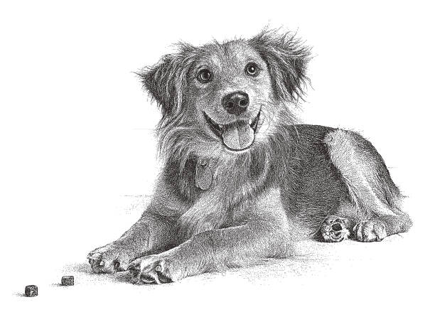 illustrazioni stock, clip art, cartoni animati e icone di tendenza di golden retriever, cane di razza mista collie che spera di essere adottato - rescue training”
