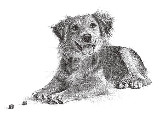 Golden Retriever, Collie mixed breed dog hoping to be adopted Stipple illustration of a Golden Retriever, Collie mixed breed dog in an animal shelter mixed breed dog stock illustrations