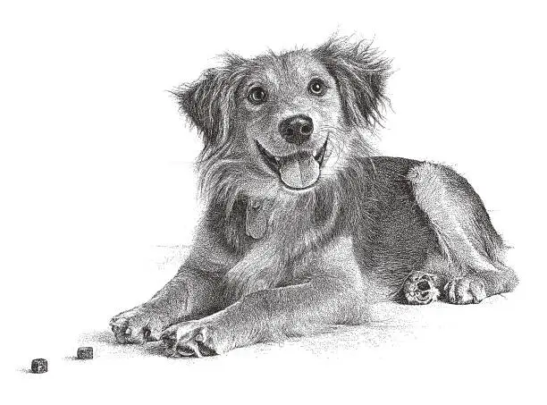 Vector illustration of Golden Retriever, Collie mixed breed dog hoping to be adopted