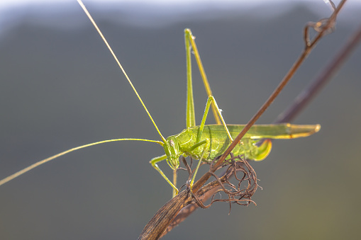 sickle-bearing bush-cricket (Phaneroptera falcata) posing on stick