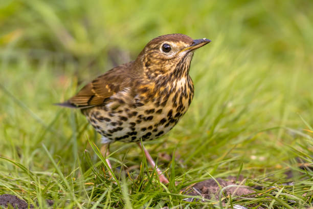 istock Song Thrush with green grass background 982968826