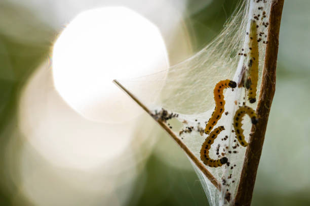 ーナトリウムチャネル家族やオコジョ蛾の害虫幼虫毛虫のクローズ アップは、木の��周りの共同ウェブを形成しました。 - insect moth nature ermine moth ストックフォトと画像