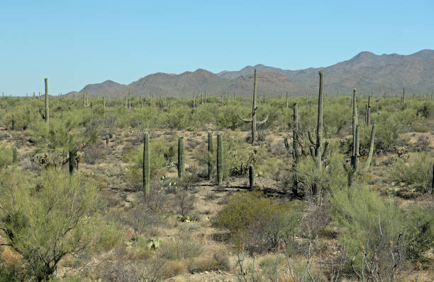 istock Desert view in southern Arizona Sonoran Desert 982973016