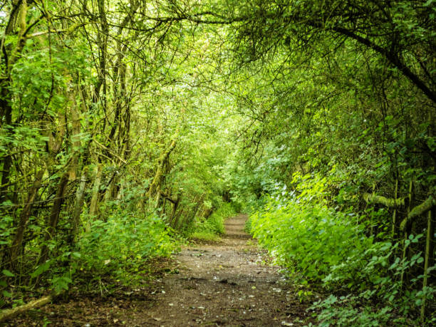 istock footpath track trail autumn trees sunlight scenic landscape generic season 982975482