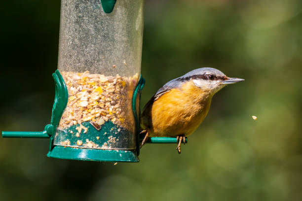 istock Eurasian or wood nuthatch bird (Sitta europaea) perched on a branch, foraging in a forest 982975852