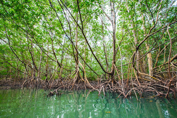 Oleta Park Mangroves stock photo