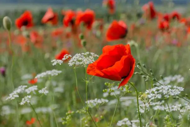 Red poppies among white flowers in Crimea