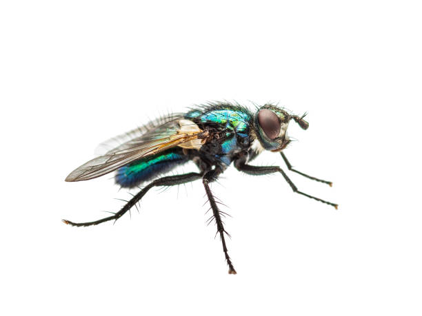 istock Ugly Diptera Fly Insect Isolated on White Background 982991598