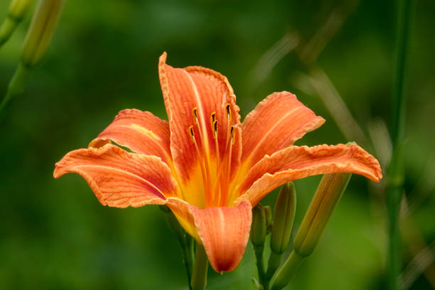 istock Orange Daylily Flower in Bloom 982998660
