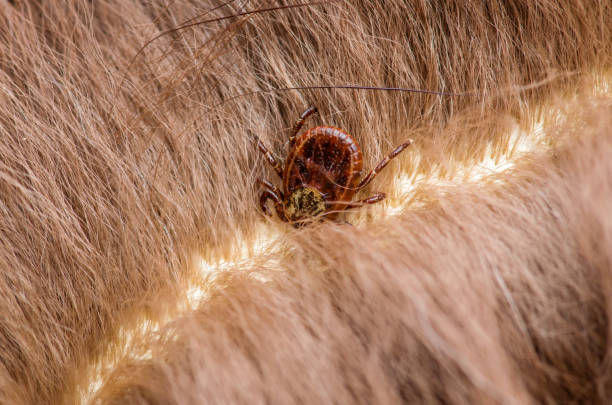 Encephalitis Virus or Lyme Disease Infected Tick Arachnid Insect on Animal Fur stock photo