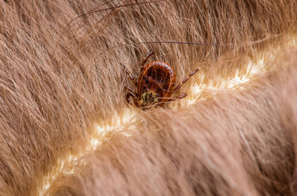 encephalitis virus or lyme disease infected tick arachnid insect on animal fur - lyme disease imagens e fotografias de stock