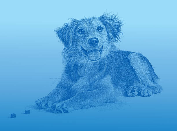 golden retriever, gemischt collie rasse hund angenommen werden in der hoffnung - mixed breed dog illustrations stock-grafiken, -clipart, -cartoons und -symbole