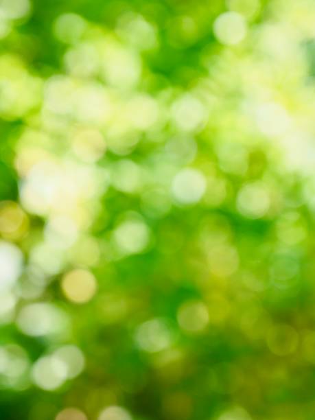 istock Leaf bokeh in the forest, missed focus 983052504