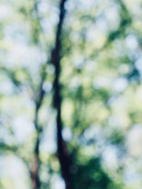 istock Leaf bokeh in the forest, missed focus 983052506