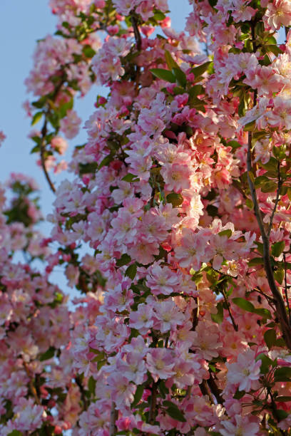istock Chinese flowering crab-apple blooming 983052550