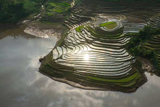 istock Rice terrace field in pouring water season 983053038