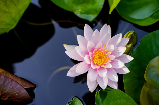 beautiful lotus flower on the water after rain in garden.