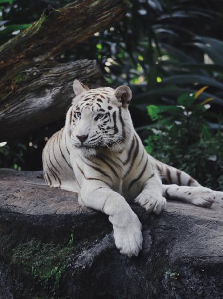 istock White Bengal Tiger in the wild 983075202