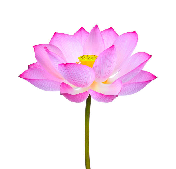 istock lotus flower isolated on white background 983075214