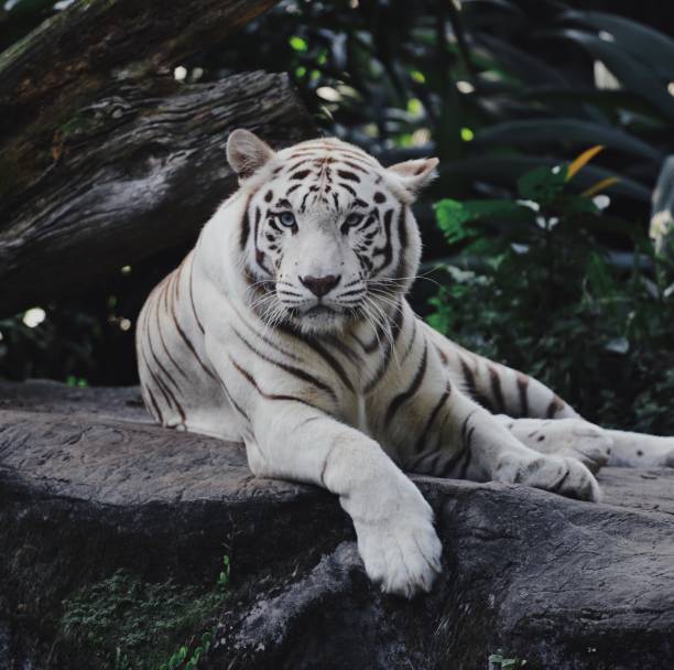 istock White Bengal Tiger in the wild 983075262