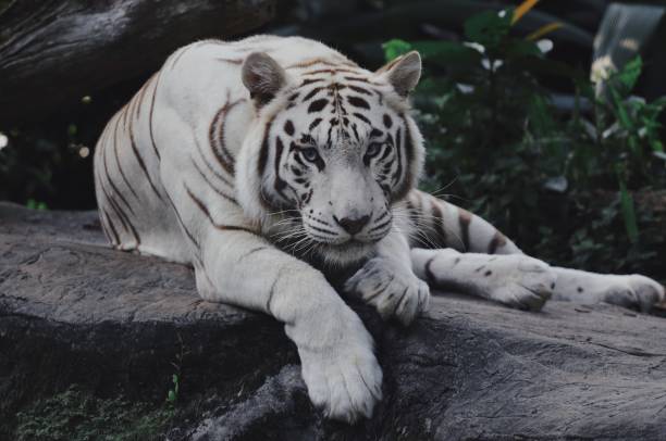 istock White Bengal Tiger in the wild 983075268