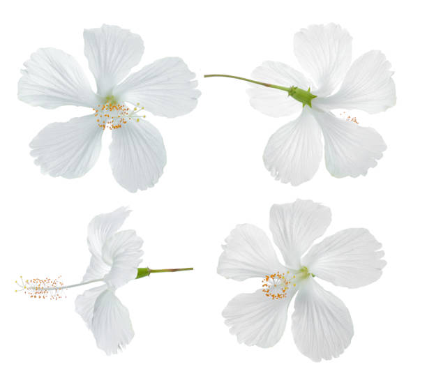 istock white hibiscus flower isolated on white background 983075296